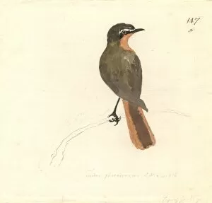 Cossyphra caffra, cape robin-chat