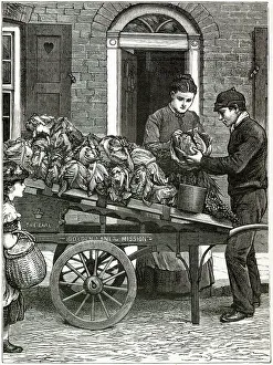 Cabbage Prints: A costermonger sells cabbages from his cart in London. Date: 1888