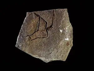 Echinodermata Prints: Cothurnocystis elizae Bather, carpoid