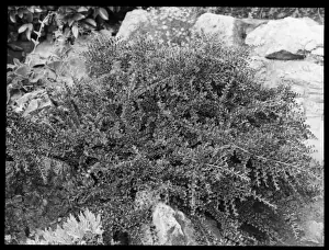 Cotoneaster Horizontalis