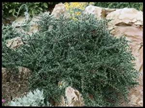 Cotoneaster Horizontalis