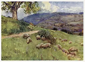 Cotswolds scenery: a sheep pasture Date: 1914