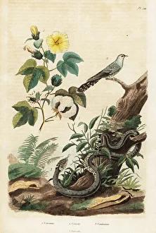 Cuckoo Prints: Cotton, cuckoo and grass snake