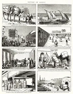 Cotton in Egypt
