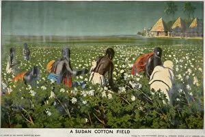 Adverts Gallery: Cotton Field in Sudan