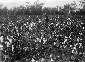 Cotton Fields