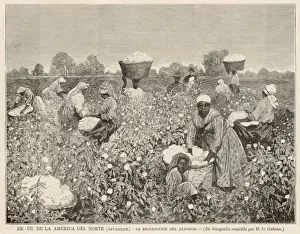 Cotton Harvest, Savannah