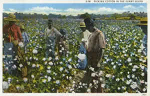 Cotton Plantation