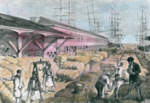 Charleston Gallery: Cotton shipping from Charleston, South Carolina