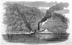 Alabama Collection: Cotton shoot on the Alabama