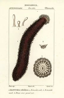 Polyp Gallery: Cotton-spinner or tubular sea cucumber, Holothuria tubulosa