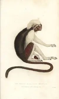 Cotton-top tamarin, Saguinus oedipus. Critically endangered