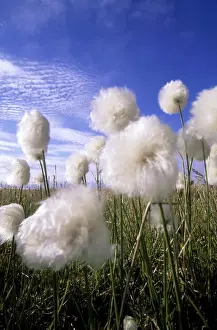Marsh Prints: Cottongrass sp. - a very typical plant in marshes of tundra