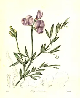 Lathyrus Prints: Cottony lathyrus, Lathyrus tomentosus