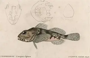 Mottled Prints: Cottus Bubalis Euphr