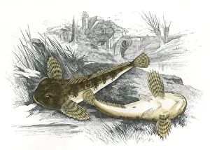Miller Prints: Cottus gobio, or European Bullhead