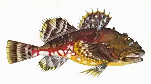 Scorpion Prints: Cottus groenlandicus, or Greenland Bullhead