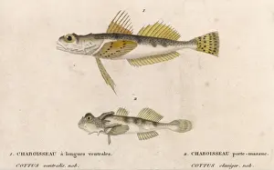 Cottus - Two Species