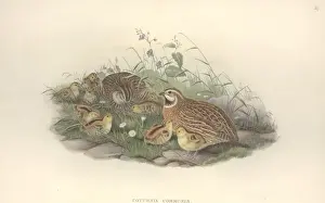 Galliformes Prints: Coturnix coturnix, common quail