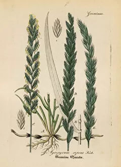 Medical Pharmaceutical Gallery: Couch grass, Elymus repens