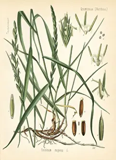 Couch grass, Elymus repens