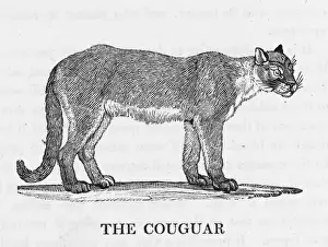 Felis Prints: Cougar (Bewick)