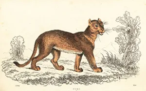 Alexander Forbes Prints: Cougar, Puma concolor