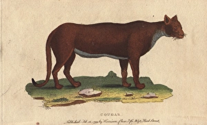 Fulvus Gallery: Cougar, puma, panther or mountain lion, Puma concolor