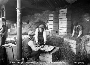 Eggs Prints: Counting and Packing Eggs in Crates for Shipment