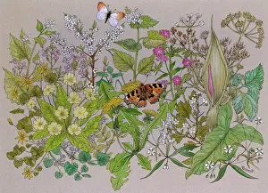 Cabbage Prints: Country Flowers and Butterflies