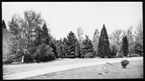 Country garden with trees and grass