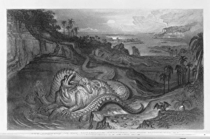 Euornithopoda Collection: The Country of the Iguanodon