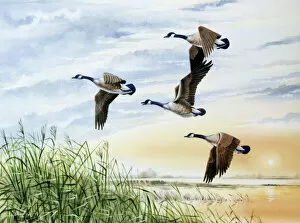 Geese Collection: Country landscape with four flying geese