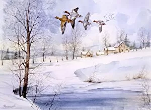 Winter Scenes Gallery: Country landscape in winter with flying ducks