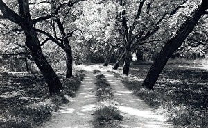 Images Dated 9th June 2016: Country lane in the Dordogne, France