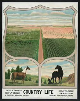 Country life