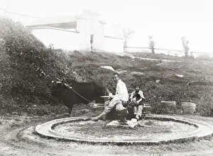 Country life, ox driven milling wheel grinding grain, China
