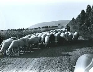 Images Dated 2nd October 2015: Country road with sheep, Sardinia, Italy