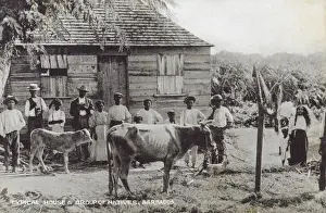 Oxen Prints: Country Scene in Barbados, West Indies