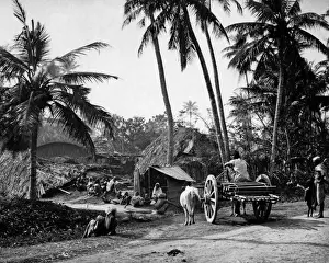 Bullock Prints: Country scene, Bengal, India