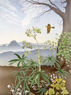 Spring Gallery: Country scene with snowdrops and other plants