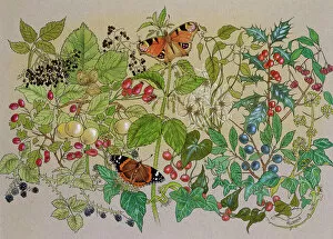 Pla Nts Collection: Countryside Flowers and Butterflies