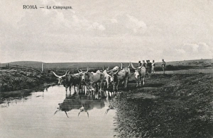 Live Stock Collection: Countryside outside Rome - Cattle