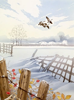 Beautiful Landscapes Gallery: Countryside scene with Canada Geese