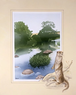 Beautiful Landscapes Gallery: A countryside stream with an otter