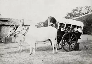 Transporting Gallery: Covered ox cart for transporting people, gharry, gharri, In