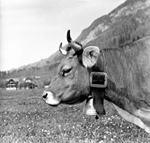 Cows Gallery: Cow with bell
