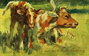Cow & calf