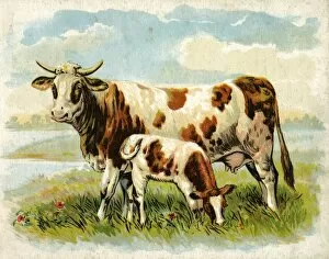 Images Dated 13th April 2012: Cow and calf in a field