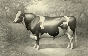 Cow